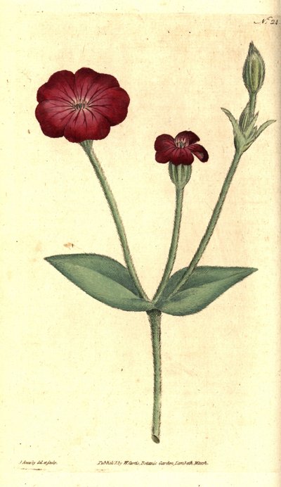 Zahradní mák - růžový Campion, Silene coronaria (Silne coronaria nebo Campion, Agrostemma coronaria). Ručně kolorovaná mědirytina a botanická ilustrace od Jamese Sowerbyho z The Botanical Magazine Williama Curtise, Lambeth Marsh, Londýn od James Sowerby
