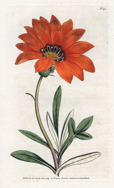 Gazania (gazania) strmá - Litografie od Jamese Sowerbyho (1757-1822), z botanického časopisu Williama Curtise (1746-1799) od James Sowerby