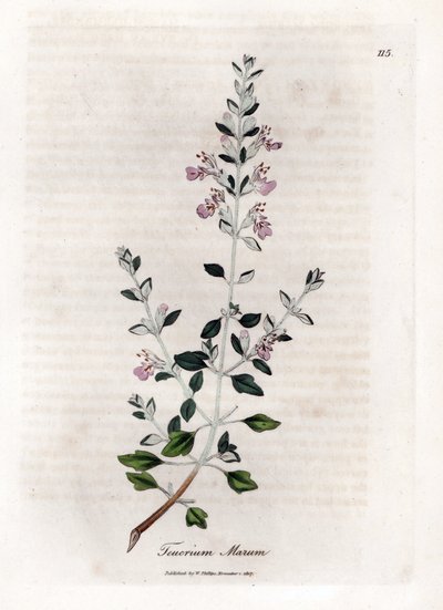 Germandree marum neboli germandree koček - Kočičí tymián, Teucrium marum. Ručně kolorovaná mědirytina z botanické ilustrace Jamese Sowerbyho z Williama Woodvilla a Sira Williama Jacksona Hookera "" Medical Botany "," John Bohn, Londýn od James Sowerby