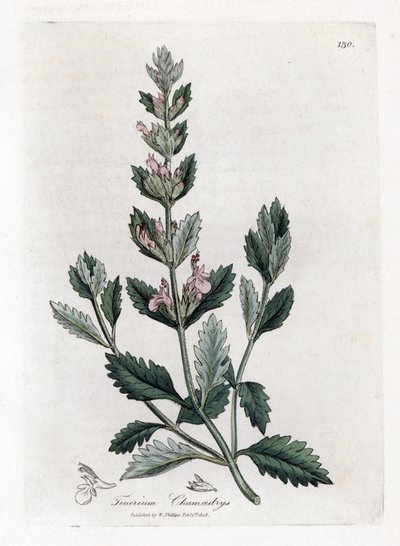 Germandree Petit Oak - obyčejný záře, Teucrium Chamaedrys. Ruční gravírování měděné desky z botanické ilustrace Jamese Sowerbyho z Williama Woodville a „lékařské botaniky sira Williama Jacksona Hookera“, „John Bohn, Londýn od James Sowerby