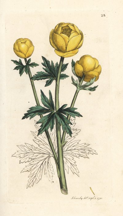 Zeměkoule, Trollius europaeus. Ručně kolorovaná mědirytina podle ilustrace Jamese Sowerbyho z James Smith