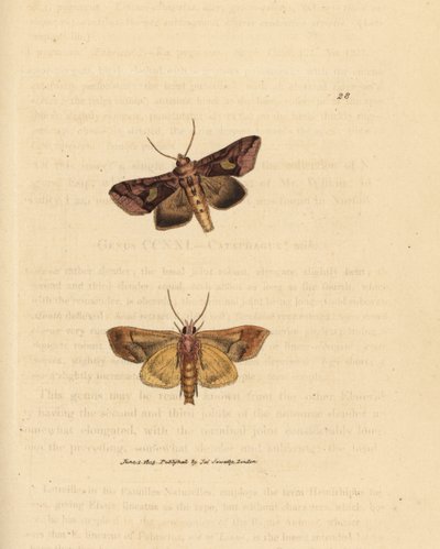 Můra zlatá, Autographa bractea (Phalaena Noctua bractea). Ručně kolorovaná mědirytina od Jamese Sowerbyho z The British Miscellany nebo Barevné figurky nových, vzácných nebo málo známých zvířecích předmětů. od James Sowerby