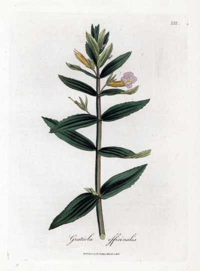 Gratiole officinale - yzop živý plot, Gratiola officinalis. Ručně kolorovaná mědirytina z botanické ilustrace Jamese Sowerbyho z Williama Woodvilla a Sira Williama Jacksona Hookera "" Medical Botany "," John Bohn, Londýn od James Sowerby