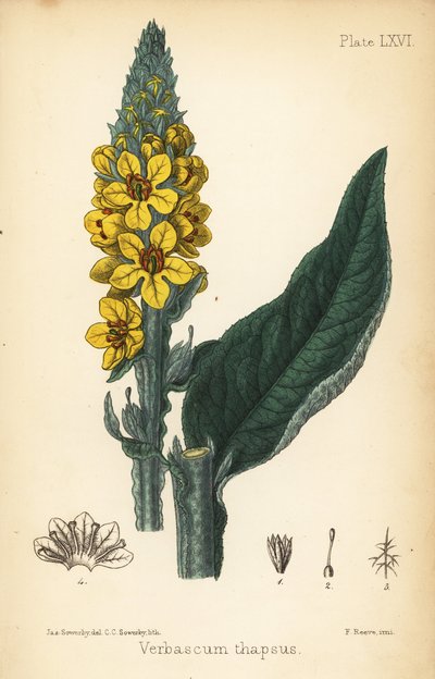 Divizna velká, Verbasum thapsus. Ručně kolorovaná litografie Charlotte Caroline Sowerby podle ilustrace Jamese Sowerbyho z Flora Homeopathica Edwarda Hamiltona, Bailliere, Londýn od James Sowerby