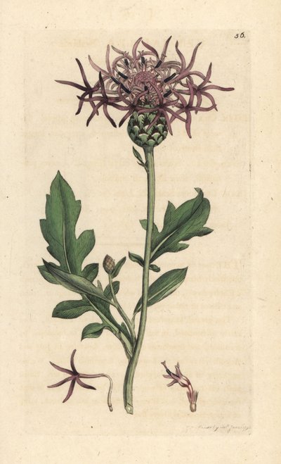 Chňapka větší, Centaurea scabiosa (Centauree scabieuse) Ručně kolorovaná mědirytina podle ilustrace Jamese Sowerbyho z James Smith