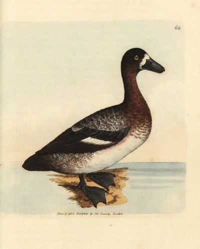 Kachna velká, Aythya marila, samice (kachna bělolící, Anas fraenata). Ručně kolorovaná mědirytina od Jamese Sowerbyho z The British Miscellany nebo Barevné figurky nových, vzácných nebo málo známých zvířecích předmětů. od James Sowerby