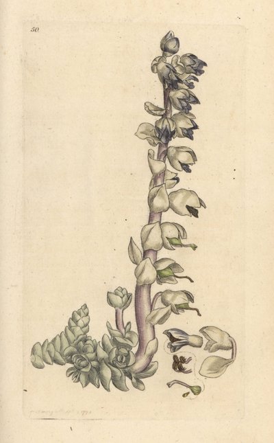 Zubatka větší, Lathraea squamaria (Grande cardamine) Ručně kolorovaná mědirytina podle ilustrace Jamese Sowerbyho z James Smith