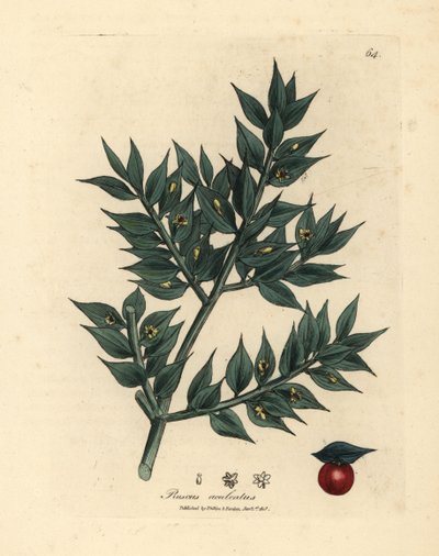 Zeleně květované řeznické koště, Ruscus aculeatus od James Sowerby