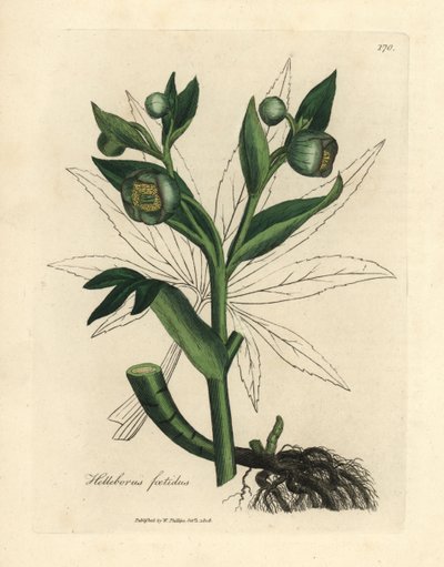 Zeleně květovaný páchnoucí čemeřice nebo medvědí noha, Helleborus foetidus od James Sowerby