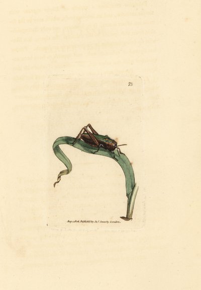 Green Grasshopper, Omocestus viridulus (Gryllus viridulus). Ruční gravírování měděné desky od Jamese Sowerbyho z britské miscellany nebo barevné postavy nových, vzácných nebo málo známých zvířecích předmětů. od James Sowerby
