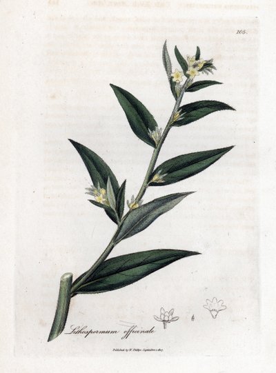 Gremil officinal neboli perlorodka - Gromwell, Lithospermum officinale. Ručně kolorovaná mědirytina z botanické ilustrace Jamese Sowerbyho z Williama Woodvilla a Sira Williama Jacksona Hookera "" Medical Botany "," John Bohn, Londýn od James Sowerby