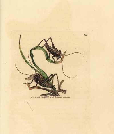 Cvrček šedý, Platycleis grisea (saranče šedé, saranče grisea). Ručně kolorovaná mědirytina od Jamese Sowerbyho z The British Miscellany nebo Barevné figurky nových, vzácných nebo málo známých zvířecích předmětů. od James Sowerby