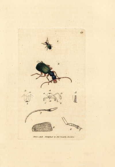 Střevlíček, Drypta dentata (Carabus zlatoústý, Carabus chrysostomos). Ručně kolorovaná mědirytina od Jamese Sowerbyho z The British Miscellany nebo Barevné figurky nových, vzácných nebo málo známých zvířecích předmětů. od James Sowerby