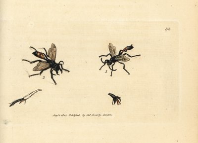 Písek chlupatý, Podalonia hirsuta (Ammophila hirsuta). Ručně kolorovaná mědirytina od Jamese Sowerbyho z The British Miscellany, aneb barevné postavy nových, vzácných nebo málo známých zvířecích předmětů. od James Sowerby