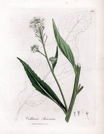 Křen nebo cranson - Křen, Armoracia rusticana. Ručně kolorovaná mědirytina z botanické ilustrace Jamese Sowerbyho z Williama Woodvilla a Sira Williama Jacksona Hookera "" Medical Botany "," John Bohn, Londýn od James Sowerby