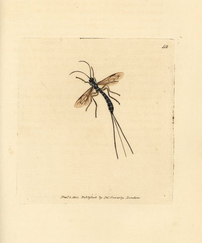 Moucha ichneumon, Rhyssa persuasoria (Ichneumon persuasorius). Ručně kolorovaná mědirytina od Jamese Sowerbyho z The British Miscellany nebo Barevné figurky nových, vzácných nebo málo známých zvířecích předmětů. od James Sowerby