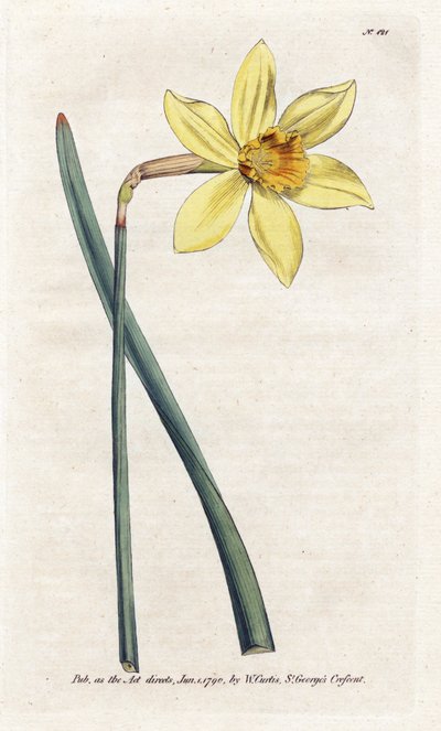 Nesrovnatelný Narcissus-Litografie Jamese Sowerbyho (1757-1822), z Botanical Magazine Williama Curtisa (1746-1799) od James Sowerby