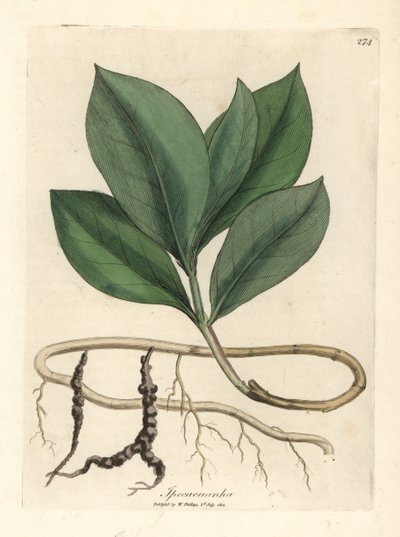 Ipecacuan, Ipecacuanha od James Sowerby