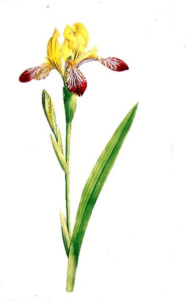 Iris Variegata, cca 1800 (akvarel přes tužku na papíře) od James Sowerby