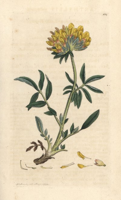 Vika ledvinová nebo dámský prst, Anthyllis vulneraria (Anthyllide vulneraire) Ručně kolorovaná mědirytina podle ilustrace Jamese Sowerbyho z James Smith