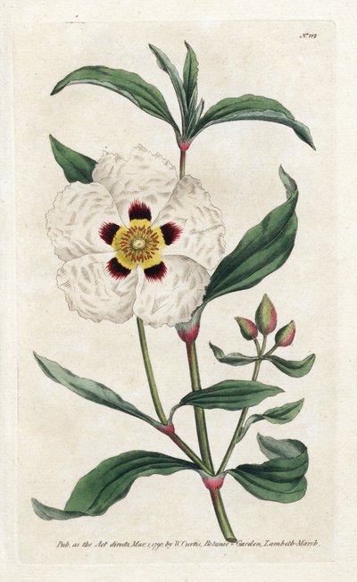 Ladanifere nebo Ledon Cistus - Litografie od Jamese Sowerbyho (1757-1822), z Botanical Magazine od Williama Curtise (1746-1799) od James Sowerby