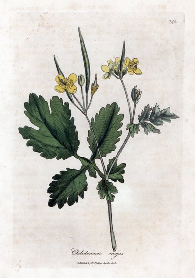 Velký chelidoin nebo velký světlý - Vlaštovičník větší, Chelidonium majus. Ručně kolorovaná mědirytina z botanické ilustrace Jamese Sowerbyho z Williama Woodvilla a Sira Williama Jacksona Hookera "" Medical Botany "," John Bohn, Londýn od James Sowerby