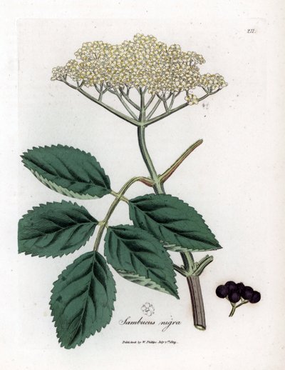 Velký bez nebo černý bez - Bez černý, Sambucus nigra. Ručně kolorovaná mědirytina z botanické ilustrace Jamese Sowerbyho z Williama Woodvilla a Sira Williama Jacksona Hookera "" Medical Botany "," John Bohn, Londýn od James Sowerby