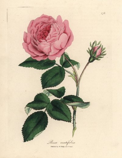 Velká růžová stolistá růže, Rosa centifolia od James Sowerby