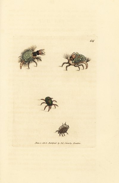 Larva Hemerobius (krajnice) oděná v lišejníku, s roztočem, Acarus amictus a malý košíkový roztoč, Acarus corbicula. Ručně kolorovaná mědirytina od Jamese Sowerbyho z The British Miscellany nebo barevné figurky nových, vzácných nebo málo známých ani od James Sowerby