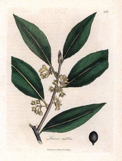 Laurierova omáčka. Ručně kolorovaná mědirytina z kresby Jamese Sowerbyho (1757-1822), v Botanique Medicinale od James Sowerby