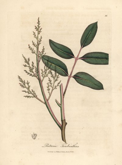 Listy a květy stromu chian nebo kyperského terpentýnu, Pistacia terebinthus od James Sowerby
