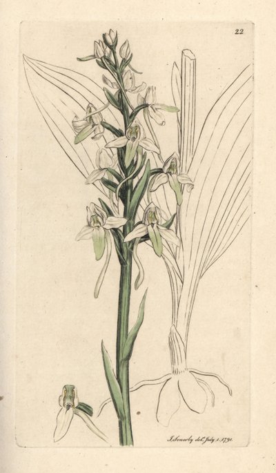 Vstavač menší, Platanthera bifolia (Orchis bifolia). Ručně kolorovaná mědirytina podle ilustrace Jamese Sowerbyho z James Smith