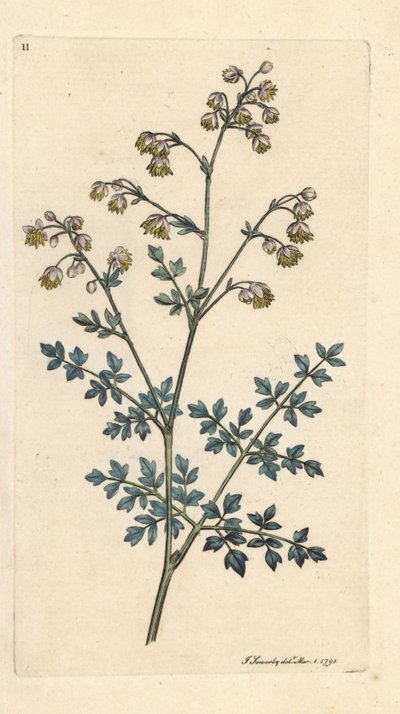 Lesser Meadow Street, thalictrum mínus. Ruční gravírování měděné desky po ilustraci Jamese Sowerbyho z anglické botaniky Jamese Smitha v Londýně od James Sowerby