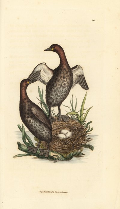 Potápka malá, Tachybaptus ruficollis (Potápka černobradá, Colymbus hebridicus?). Spárujte na hnízdě se třemi vejci. Ručně kolorovaná mědirytina od Jamese Sowerbyho z The British Miscellany nebo barevné figurky nového, vzácného nebo málo známého zvířete od James Sowerby