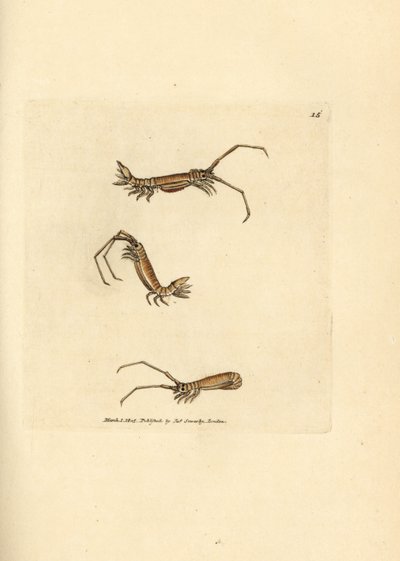 Stejnonožec dlouhorohý, Astacilla longicornis (Oniscus longicornis). Ručně kolorovaná mědirytina od Jamese Sowerbyho z The British Miscellany nebo Barevné figurky nových, vzácných nebo málo známých zvířecích předmětů. od James Sowerby