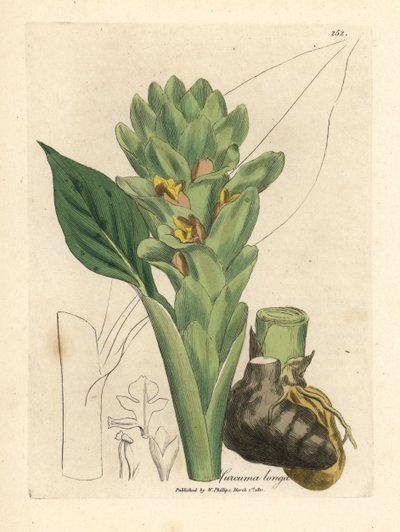 Dlouhokořenná kurkuma, Curcuma longa od James Sowerby