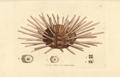 Ježovka z břidlicového pera, cidaris cidaris (Echinus cidaris). Ručně kolorovaná mědirytina od Jamese Sowerbyho z The British Miscellany nebo Barevné figurky nových, vzácných nebo málo známých zvířecích předmětů. od James Sowerby