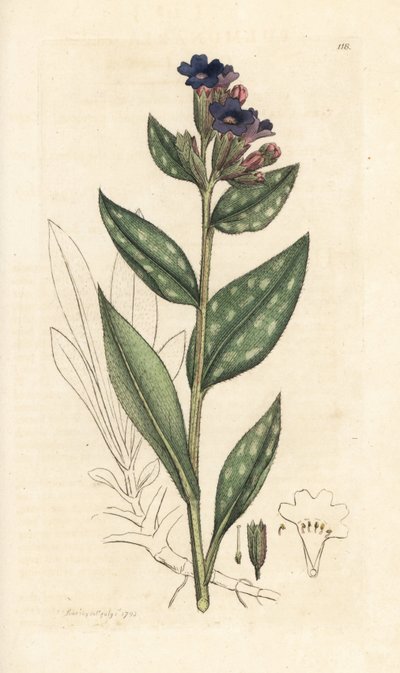 Plicník lékařský, Pulmonaria officinalis (plicní) Ručně kolorovaná mědirytina podle ilustrace Jamese Sowerbyho z James Smith