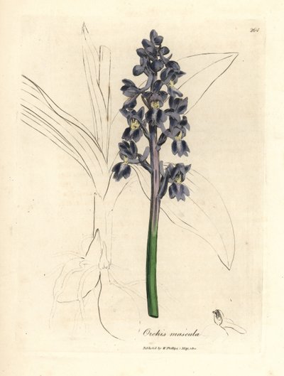 Samčí orchideje, samčí orchideje od James Sowerby
