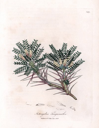 Marseille Astragalus neboli mateřídouška - kozí trnitá vikev mléčná, Astragalus tragacantha. Ručně kolorovaná mědirytina z botanické ilustrace Jamese Sowerbyho z Williama Woodvilla a Sira Williama Jacksona Hookera "" Medical Botany "," John od James Sowerby