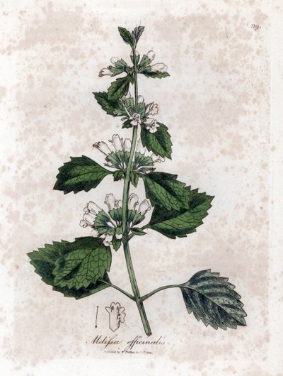 Meduňka lékařská nebo meduňka lékařská - Meduňka lékařská, Melissa officinalis. Ručně kolorovaná mědirytina z botanické ilustrace Jamese Sowerbyho z Williama Woodvilla a Sira Williama Jacksona Hookera "" Medical Botany "," John Bohn, Londýn od James Sowerby