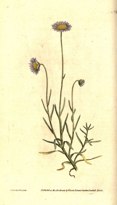 Astra mignonette - Felicia tenella (Astra štětinolistá, Aster tenellus). Ručně kolorovaná mědirytina a botanická ilustrace od Jamese Sowerbyho z The Botanical Magazine Williama Curtise, Lambeth Marsh, Londýn od James Sowerby