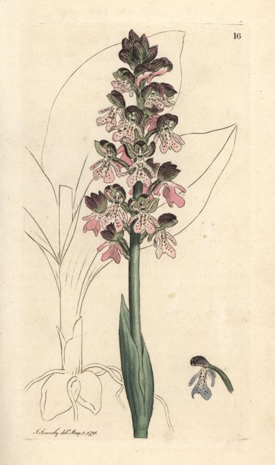 Orchis vojenský, Orchis militaris (Orchis warrior) Ručně kolorovaná mědirytina podle ilustrace Jamese Sowerbyho z James Smith