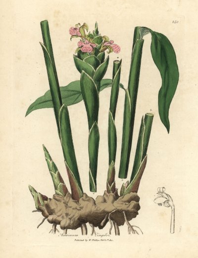 Zázvor úzkolistý, Zingiber officinale od James Sowerby