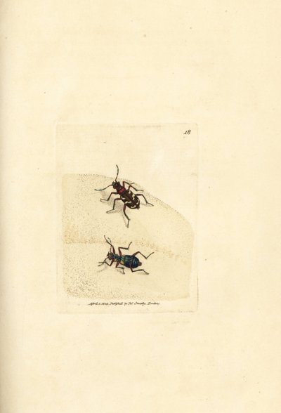 Severní duna tygr brouk, Cicindela hybrida. Ručně kolorovaná mědirytina od Jamese Sowerbyho z The British Miscellany nebo Barevné figurky nových, vzácných nebo málo známých zvířecích předmětů. od James Sowerby