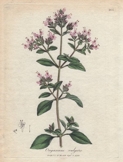 Oregano. Ručně kolorovaná mědirytina z kresby Jamese Sowerbyho (1757-1822), v Botanique Medicinale od James Sowerby