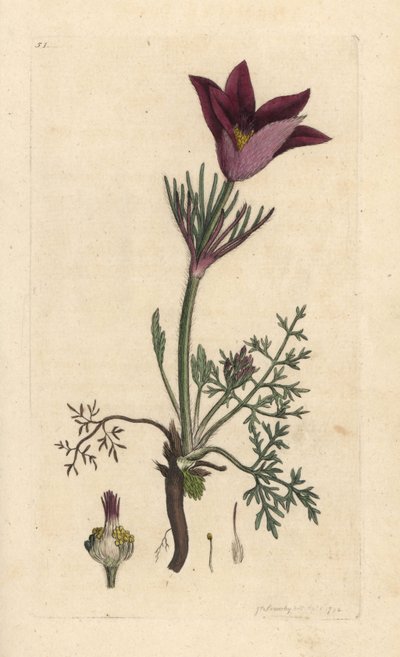 Pasqueflower, Anemone pulsatilla (pulsatille) Ručně kolorovaná mědirytina podle ilustrace Jamese Sowerbyho z James Smith