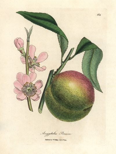 Broskvoň se zralým ovocem a růžovými květy, Amygdalus persica od James Sowerby