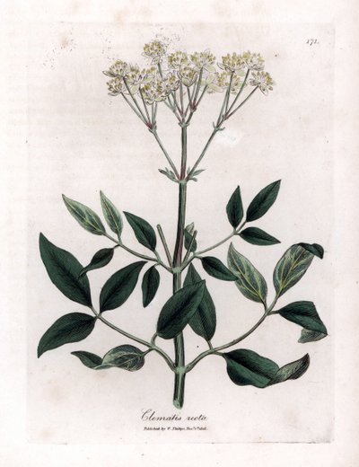 Plamének vytrvalý - Panenská altánek vzpřímený, Clematis recta. Ručně kolorovaná mědirytina z botanické ilustrace Jamese Sowerbyho z Williama Woodvilla a Sira Williama Jacksona Hookera "" Medical Botany "," John Bohn, Londýn od James Sowerby