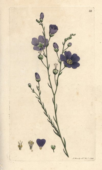 Len vytrvalý, Linum perenne (plátno perace) Ručně kolorovaná mědirytina podle ilustrace Jamese Sowerbyho z James Smith